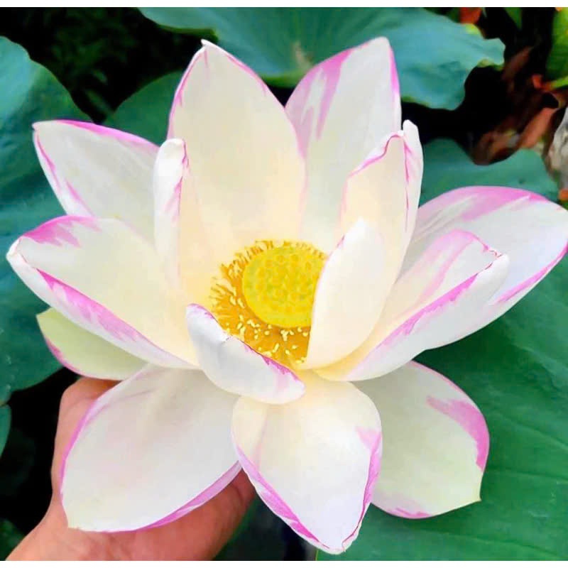 Cây GIỐNG SEN  QUÝ ĐẶC BIỆT Empress