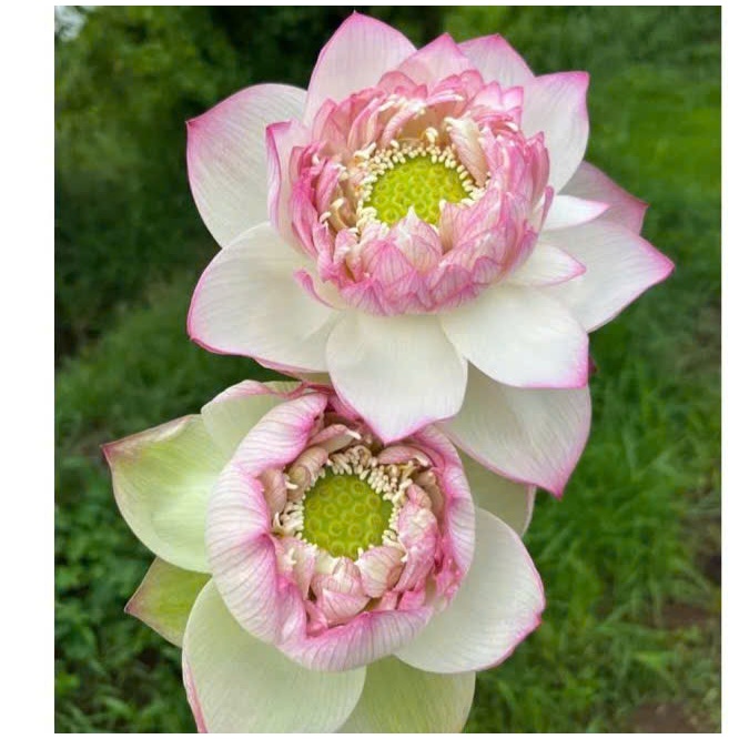 Cây MẦM GIỐNG Hoa sen Tiên Nữ