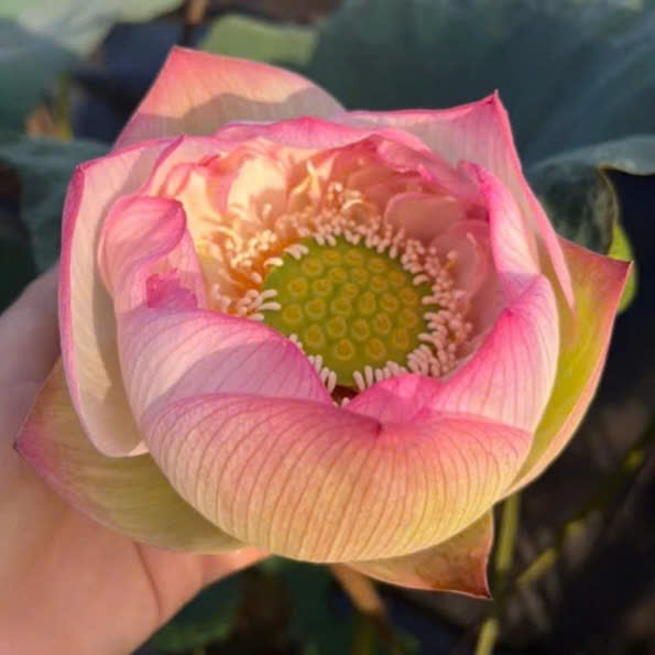 Cây MẦM GIỐNG Hoa sen Tiên Nữ