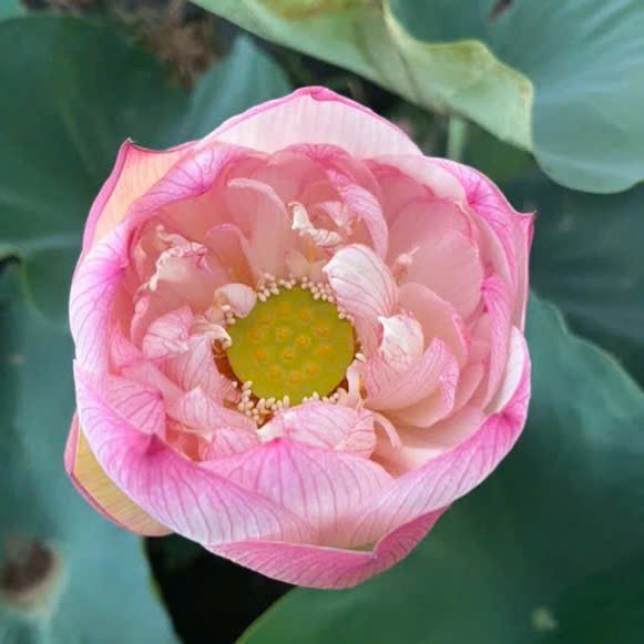 Cây MẦM GIỐNG sen hồng Pink Diamond
