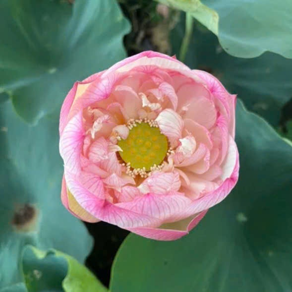 Cây MẦM GIỐNG sen hồng Pink Diamond
