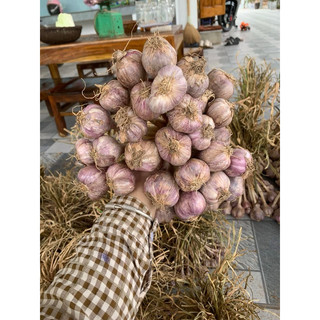 Tỏi tía ta yên châu sơn la (túm 1kg).tỏi ta thơm.
