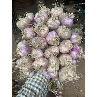Tỏi tía ta yên châu sơn la (túm 1kg).tỏi ta thơm.