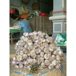 Tỏi tía ta yên châu sơn la (túm 1kg).tỏi ta thơm.