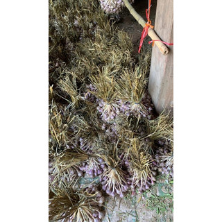 Tỏi tía ta yên châu sơn la (túm 1kg).tỏi ta thơm.