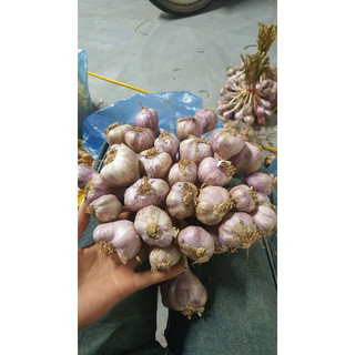 Tỏi tía ta yên châu sơn la (túm 1kg).tỏi ta thơm.