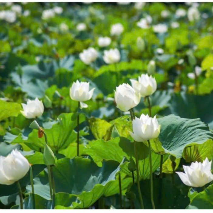 Cây MẦM Sen Giống Sen Bạch Liên Qúy Hiếm