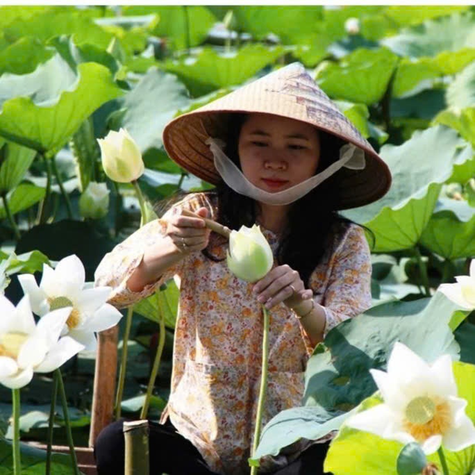 Cây MẦM Sen Giống Sen Bạch Liên Qúy Hiếm