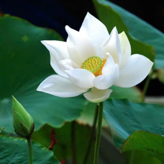 Cây MẦM Sen Giống Sen Bạch Liên Qúy Hiếm