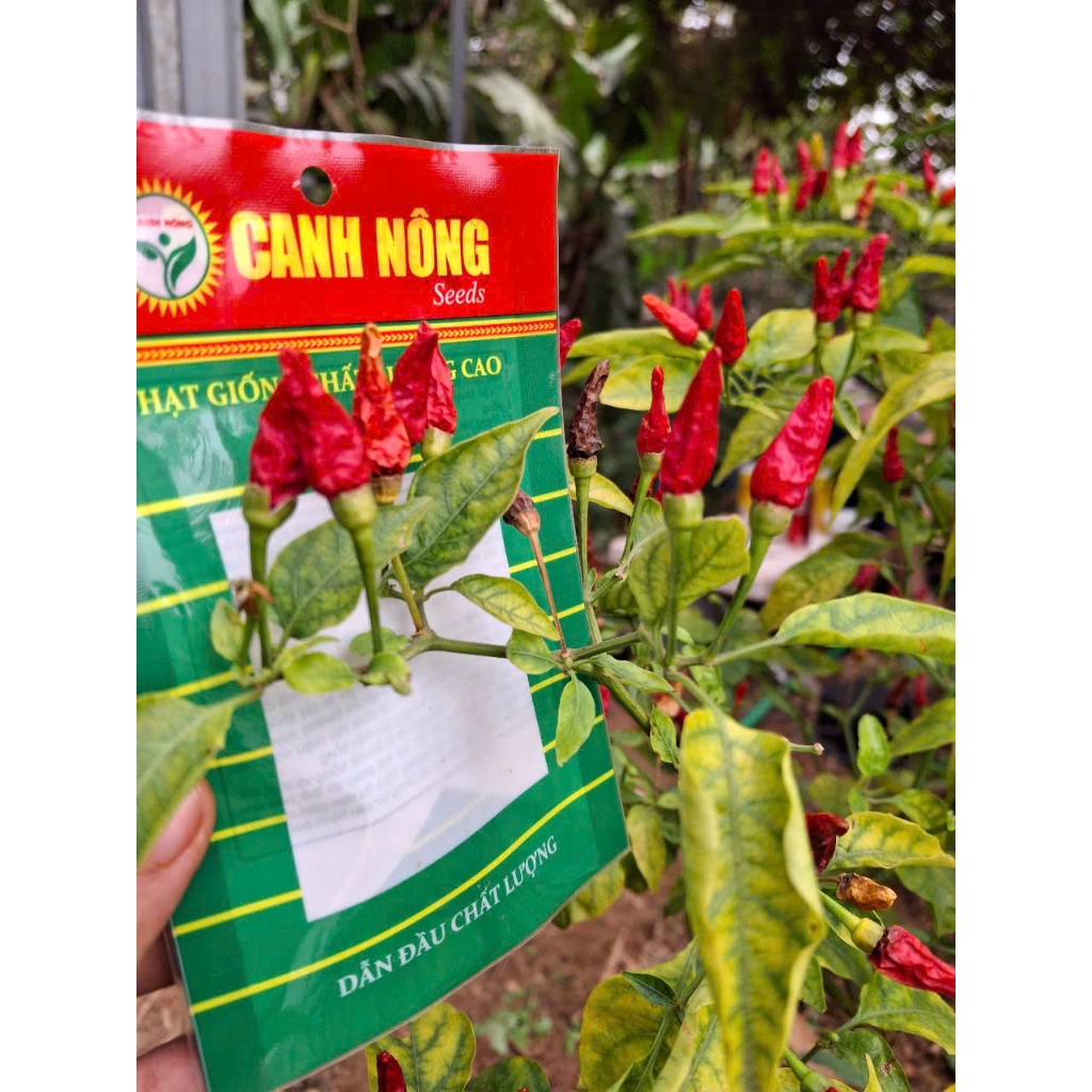 Hạt giống Ớt Xiêm Rừng (30 hạt) siêu cay, trái sai, sinh trưởng kỏe, trồng quanh năm - CANH NÔNG