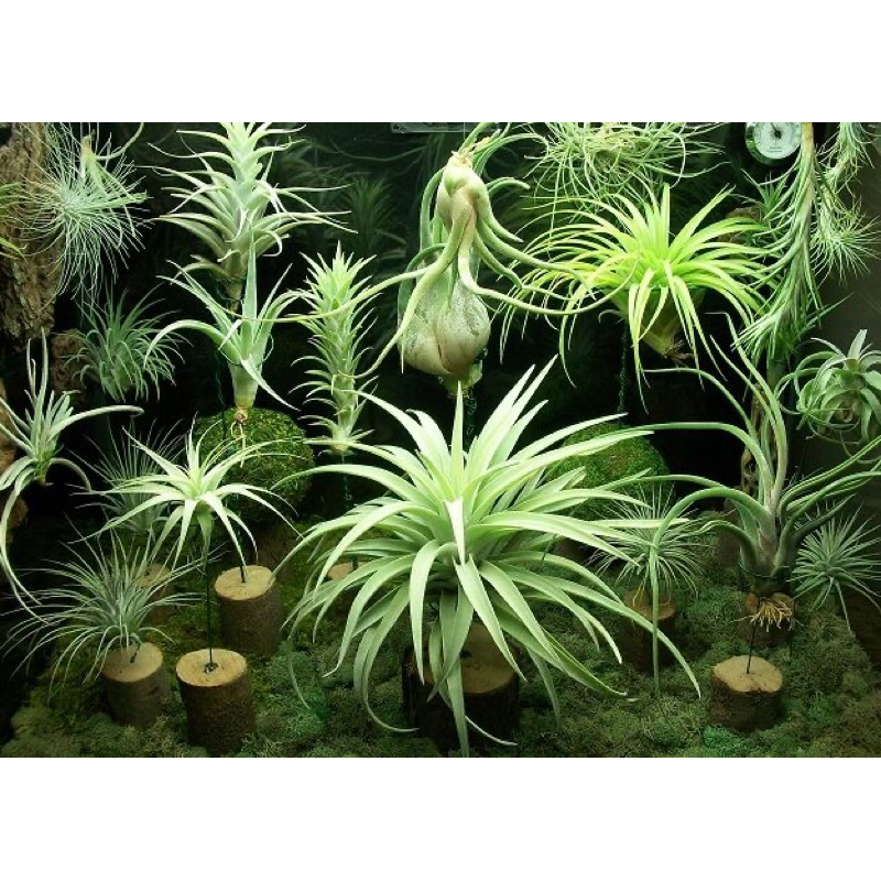 Cây không khí đuôi cáo , Tillandsia / Air plants