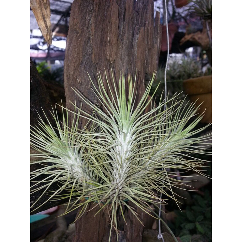 Cây không khí đuôi cáo , Tillandsia / Air plants