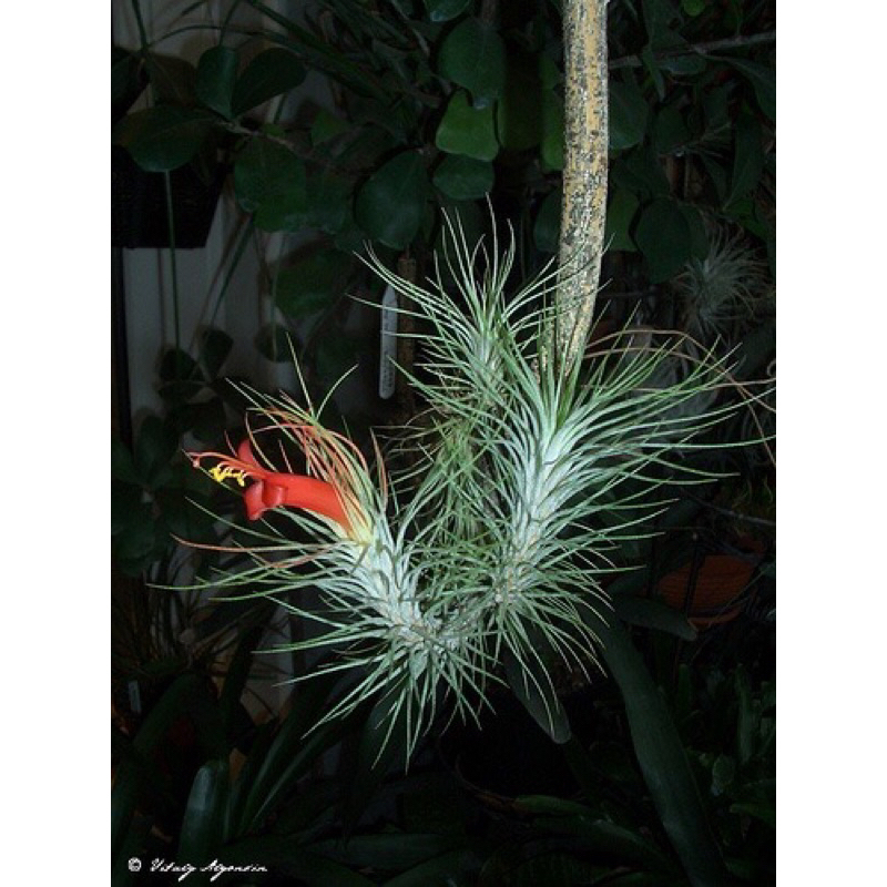 Cây không khí đuôi cáo , Tillandsia / Air plants