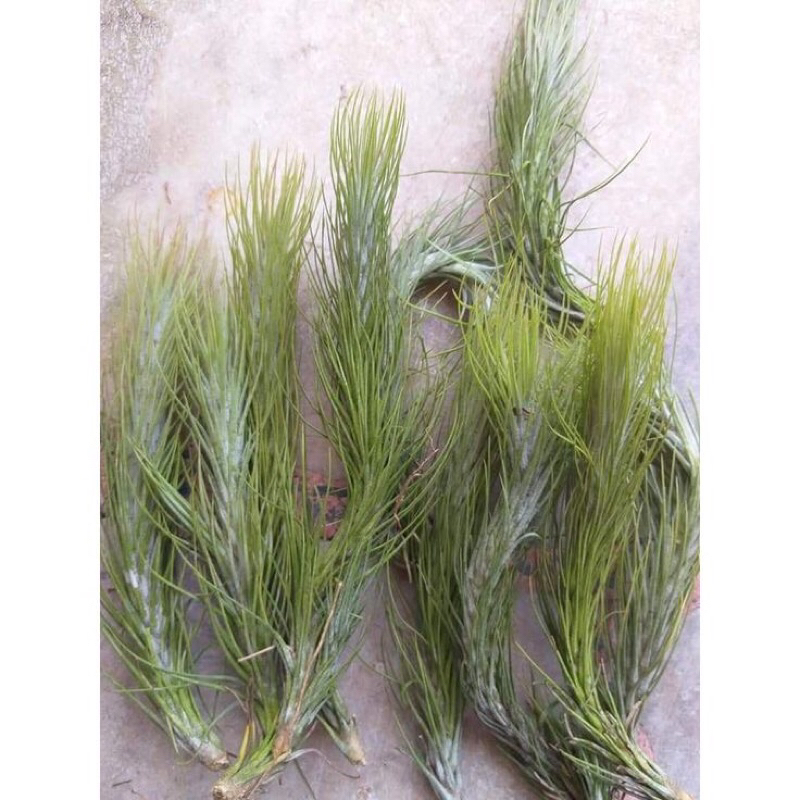 Cây không khí đuôi cáo , Tillandsia / Air plants