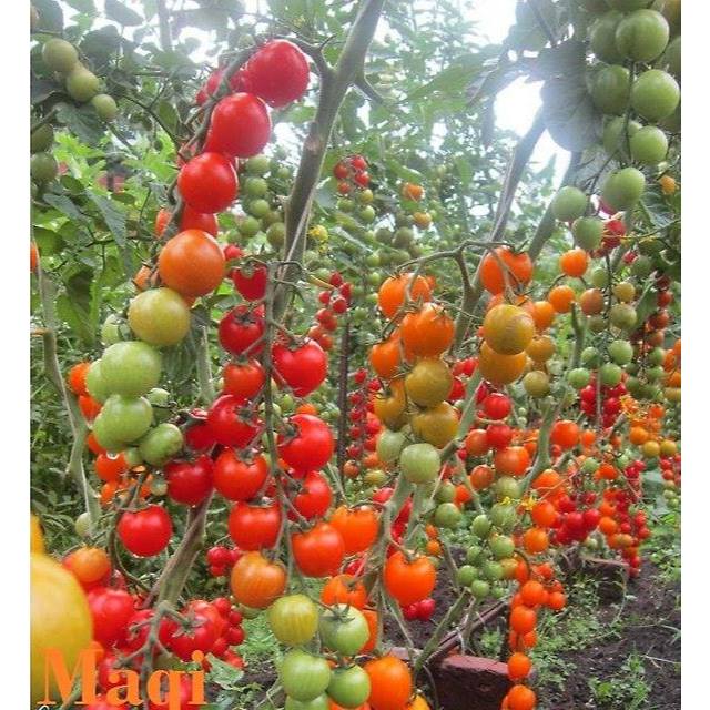 Hạt giống Cà Chua Cherry Chùm Đỏ Lai (0,15g~50 hạt) Sinh Trưởng Vô Hạn, Trồng Quanh Năm - Hạt giống CANH NÔNG