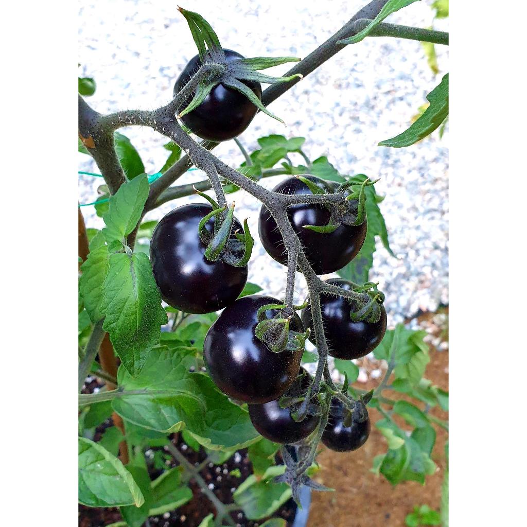 Hạt giống Cà Chua Cherry Đen - Bi Đen (20 hạt) nảy mầm tốt, trồng quanh năm - Hạt giống CANH NÔNG