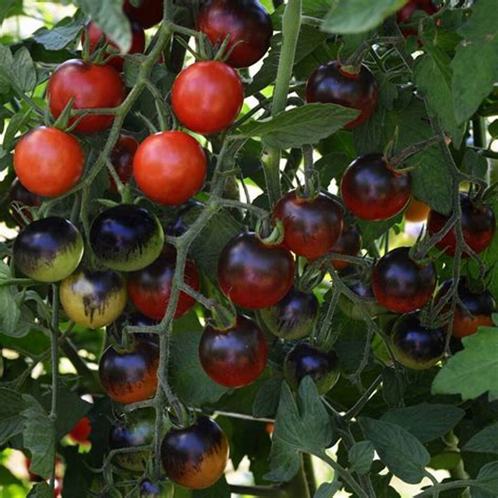Hạt giống Cà Chua Cherry Đen - Bi Đen (20 hạt) nảy mầm tốt, trồng quanh năm - Hạt giống CANH NÔNG