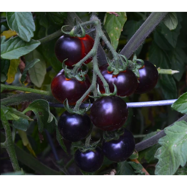 Hạt giống Cà Chua Cherry Đen - Bi Đen (20 hạt) nảy mầm tốt, trồng quanh năm - Hạt giống CANH NÔNG