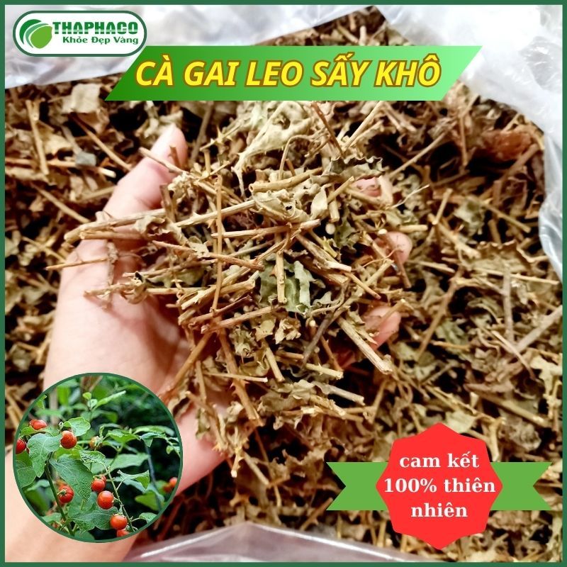 Cây cà gai leo sấy khô giúp giảm viêm gan và làm mát gan cực kỳ hiệu quả
