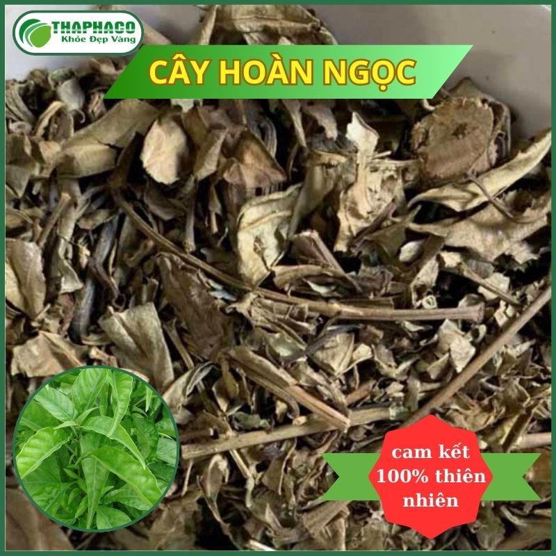Hoàn ngọc sấy khô - thân và lá cây - thảo dược 100% thiên nhiên - tốt cho sức khỏe