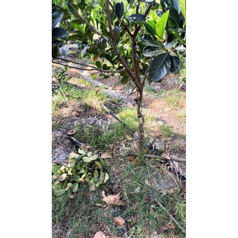 10 Tắc Kê Đất - Vĩnh Long Greend , còn gọi là neo đất, neo xòe loại nhỏ, dùng để chằng cây chống đổ ngã
