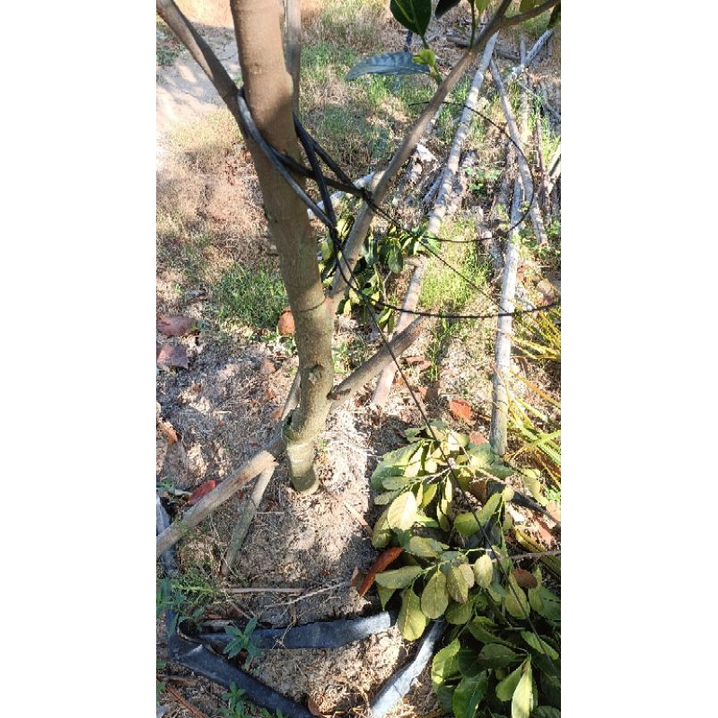 10 Tắc Kê Đất - Vĩnh Long Greend , còn gọi là neo đất, neo xòe loại nhỏ, dùng để chằng cây chống đổ ngã