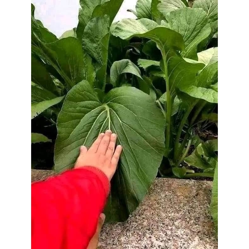 Hạt Giống Cải Ngọt Dynamic Khổng Lồ  💞Nhập Khẩu  Ăn Ngọt Chất Lượng