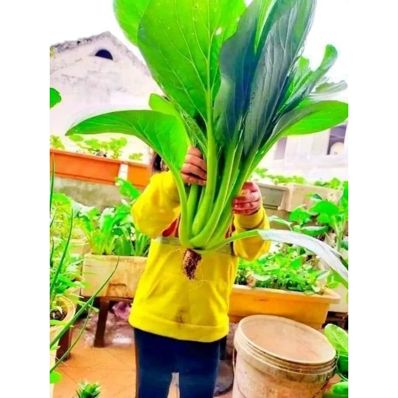 Hạt Giống Cải Ngọt Dynamic Khổng Lồ  💞Nhập Khẩu  Ăn Ngọt Chất Lượng