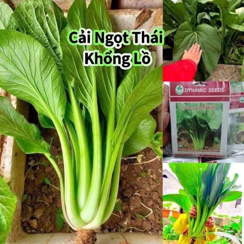 Hạt Giống Cải Ngọt Dynamic Khổng Lồ  💞Nhập Khẩu  Ăn Ngọt Chất Lượng