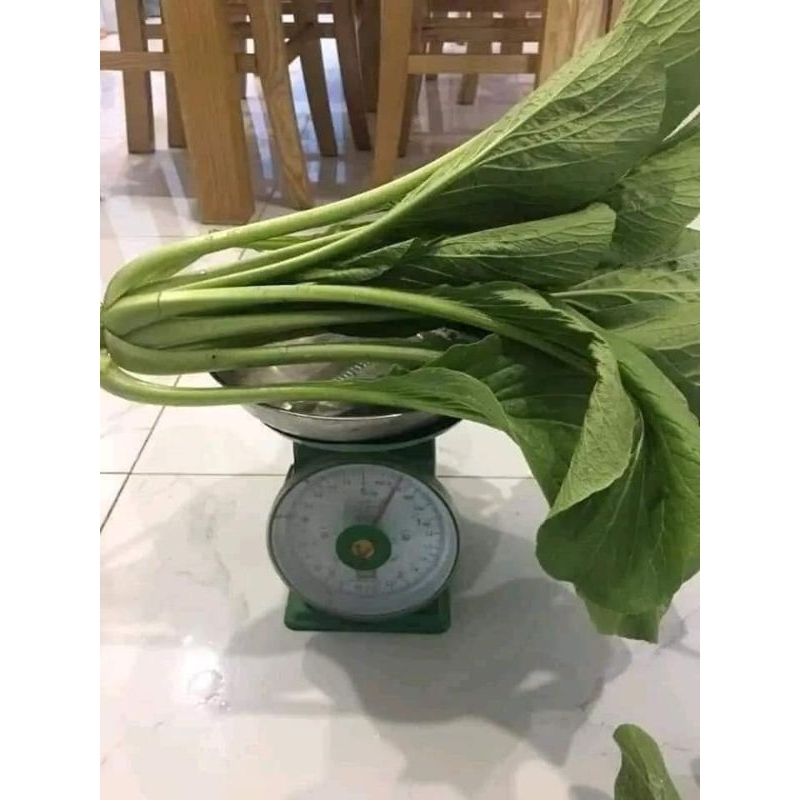 Hạt Giống Cải Ngọt Dynamic Khổng Lồ  💞Nhập Khẩu  Ăn Ngọt Chất Lượng
