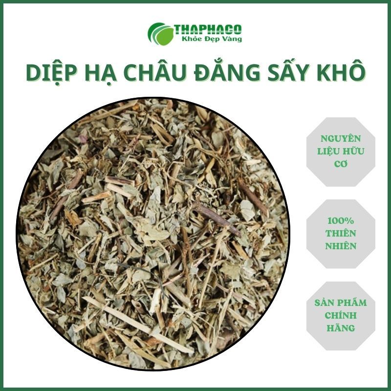 [Dược Liệu Khô] Diệp Hạ Châu Đắng - Hàng Công Ty - Túi 1kg - Chất Lượng Cao - Thaphaco