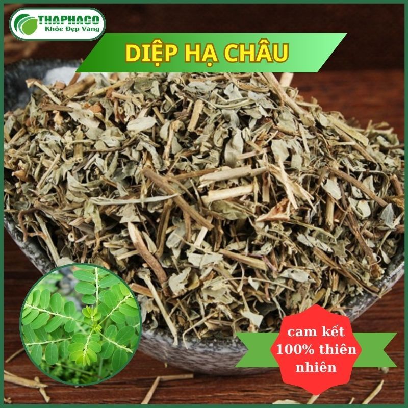 [Dược Liệu Khô] Diệp Hạ Châu Đắng - Hàng Công Ty - Túi 1kg - Chất Lượng Cao - Thaphaco