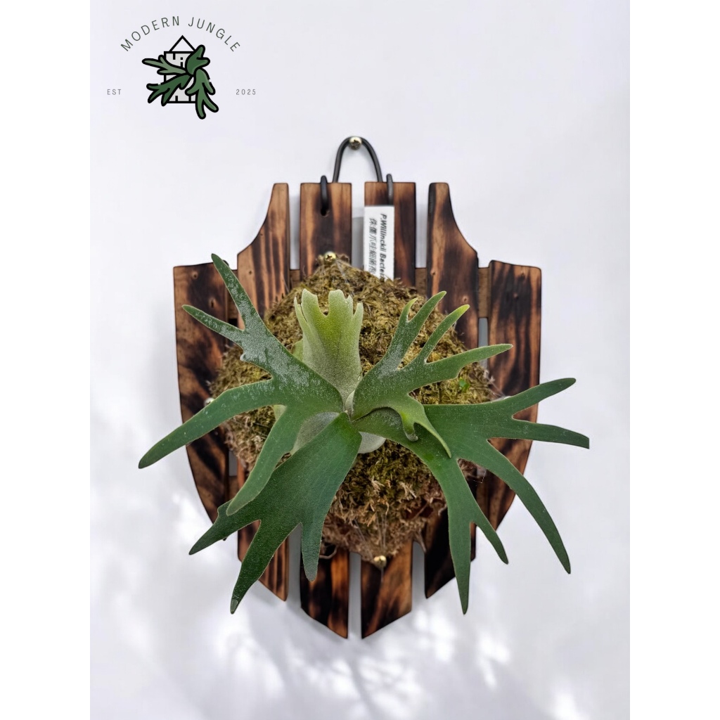Bảng gỗ ghép ổ rồng, phong lan - Hình khiên | Shopee Việt Nam
