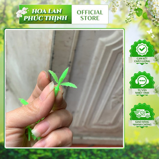 mầm lộc lá giả trang trí 100g