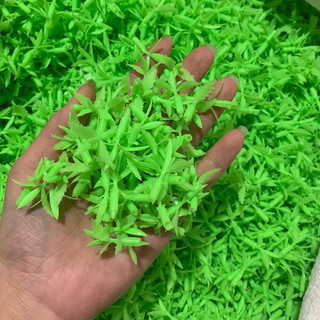 mầm lộc lá giả trang trí 100g