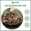 Cây Sói Rừng Khô Nguyên Chất - Hàng Loại 1 - Túi 1kg - Thaphaco