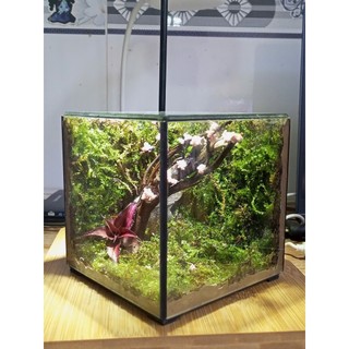 Terrarium " Thế Giới Bách Thảo " quà tặng sinh nhật ý nghĩa độc đáo