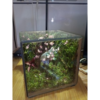 Terrarium " Thế Giới Bách Thảo " quà tặng sinh nhật ý nghĩa độc đáo