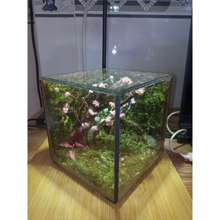 Terrarium " Thế Giới Bách Thảo " quà tặng sinh nhật ý nghĩa độc đáo