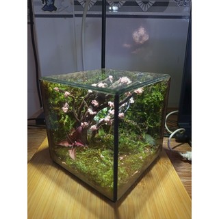 Terrarium " Thế Giới Bách Thảo " quà tặng sinh nhật ý nghĩa độc đáo