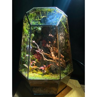 Terrarium " Tiểu Đạo Lâm "  quà tặng người thân ý nghĩa cho các dịp quan trọng