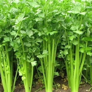 Hạt giống Cần tây gói 5 gram - Hà my farm - Trồng quanh năm.