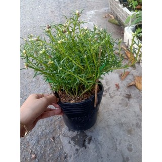 Chậu Hoa Mười Giờ Mỹ cánh kép dang nụ như hình