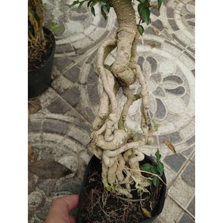 Cây hồng ngọc mai bonsai chân dài (size lớn 4 năm tuổi) chậu cây cảnh bonsai để bàn