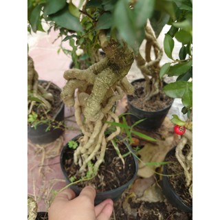 Cây hồng ngọc mai bonsai chân dài (size lớn 4 năm tuổi) chậu cây cảnh bonsai để bàn