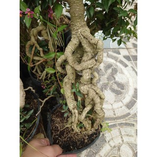 Cây hồng ngọc mai bonsai chân dài (size lớn 4 năm tuổi) chậu cây cảnh bonsai để bàn