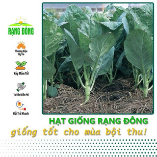 Hạt giống Cải Rổ RD305 - Gói 5g