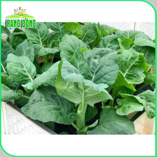 Hạt giống Cải Rổ RD305 - Gói 5g