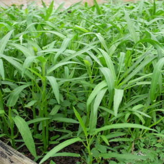 Hạt giống Rau Muống Lá Tre RD12 - Gói 50g
