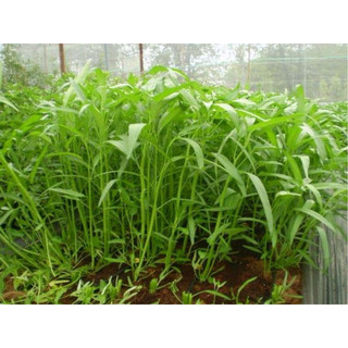 Hạt giống Rau Muống Lá Tre RD12 - Gói 50g